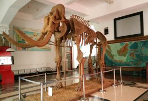 Read more about the article Tiket Wisata Museum Geologi