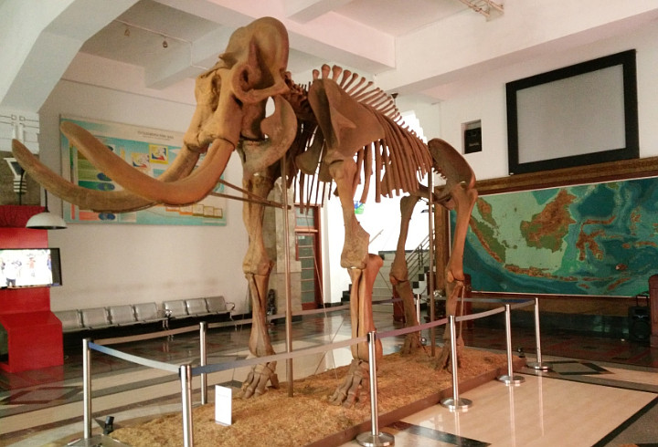 Read more about the article Museum Geologi