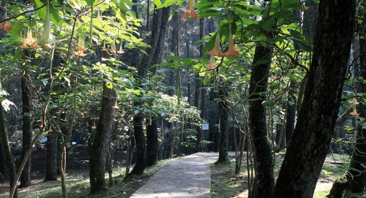 You are currently viewing Taman Hutan Raya Djuanda