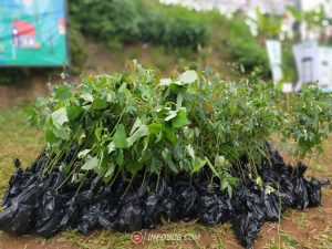 Read more about the article Cimenyan Jadi Lokasi Penanaman Pohon di Lahan Kritis Kawasan Bandung Utara