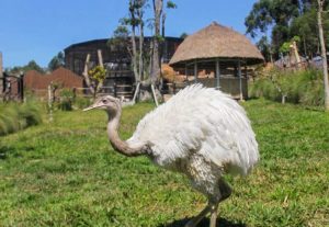 Read more about the article Lembang Park and Zoo, Lengkapi Wisata Kawasan Lembang