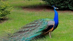 Read more about the article Kebun Binatang Bandung Miliki Anggota Baru, 2 Burung Merak yang Cantik