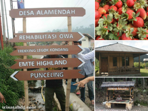 Read more about the article Desa Wisata Alamendah, Destinasi Agrowisata dengan Fasilitas Lengkap di Rancabali