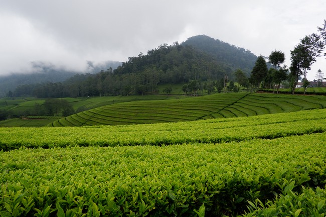 You are currently viewing Gunung Teh Patuha, Destinasi Wisata Alam yang Menenangkan